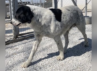 Kniffel, geb. ca. 03/2021, lebt in GRIECHENLAND, im städt. Tierheim Serres