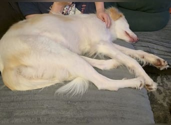 Balda, geb. ca. 02/2025, lebt auf einer Pflegestelle in 26826 Weener