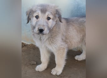 Jako, geb. ca. 09/2023, lebt in GRIECHENLAND, im städt. Tierheim Serres