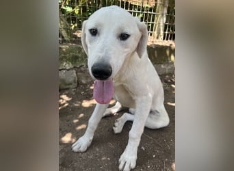 Hasko, geb. ca. 12/2021, lebt in GRIECHENLAND, auf einer privaten Pflegestelle