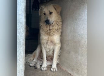 Jako, geb. ca. 09/2023, lebt in GRIECHENLAND, im städt. Tierheim Serres