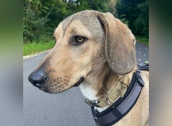 Obi, geb. ca. 12/2023, lebt im Tierheim Ulm, VERMITTLUNSHILFE