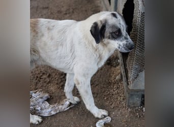 Joni, geb. ca. 11/2021, lebt in GRIECHENLAND, im städt. Tierheim Serres