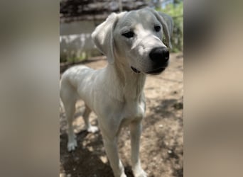 Hasko, geb. ca. 12/2021, lebt in GRIECHENLAND, auf einer privaten Pflegestelle