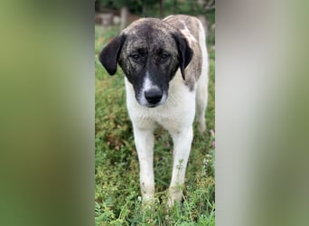 Finja, geb. ca. 05/2020, lebt in GRIECHENLAND, auf einer privaten Pflegestelle