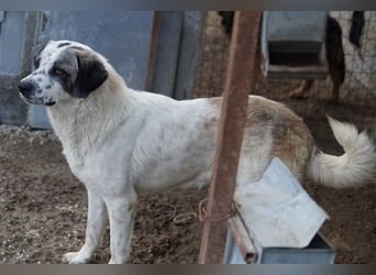 Joni, geb. ca. 11/2021, lebt in GRIECHENLAND, im städt. Tierheim Serres