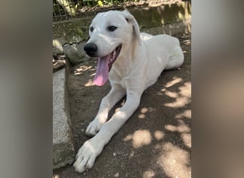 Hasko, geb. ca. 12/2021, lebt in GRIECHENLAND, auf einer privaten Pflegestelle