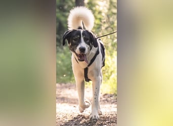 Claude Monet, geb. ca. 02/2021, lebt auf einer Pflegestelle in 52391 Vettweiß