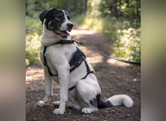 Claude Monet, geb. ca. 02/2021, lebt auf einer Pflegestelle in 52391 Vettweiß