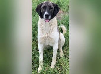 Finja, geb. ca. 05/2020, lebt in GRIECHENLAND, auf einer privaten Pflegestelle