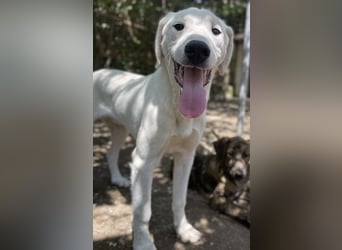 Hasko, geb. ca. 12/2021, lebt in GRIECHENLAND, auf einer privaten Pflegestelle