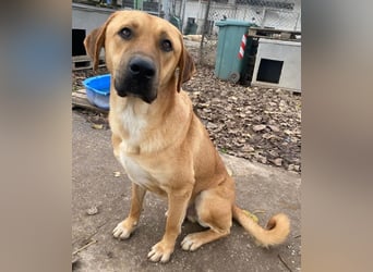 Nobu, geb. ca. 04/2021, lebt in GRIECHENLAND, im städt. Tierheim Serres