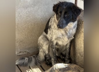 Ashwin, geb. ca. 12/2024, lebt in GRIECHENLAND, auf einem Gelände, Hunde werden notdürftig versorgt