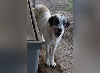 Joni, geb. ca. 11/2021, lebt in GRIECHENLAND, im städt. Tierheim Serres