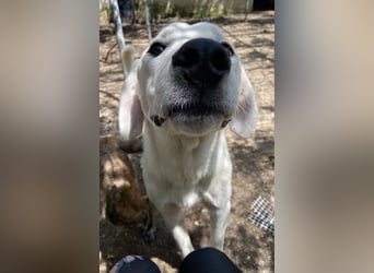 Hasko, geb. ca. 12/2021, lebt in GRIECHENLAND, auf einer privaten Pflegestelle