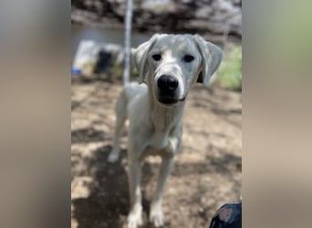 Hasko, geb. ca. 12/2021, lebt in GRIECHENLAND, auf einer privaten Pflegestelle