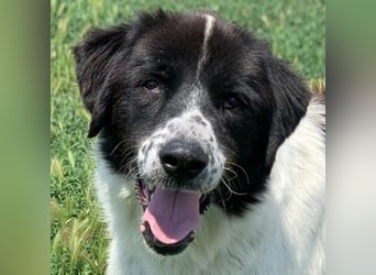 Nitro, geb. ca. 01/2019, lebt in GRIECHENLAND, im städt. Tierheim Serres