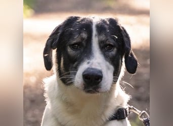 Claude Monet, geb. ca. 02/2021, lebt auf einer Pflegestelle in 52391 Vettweiß