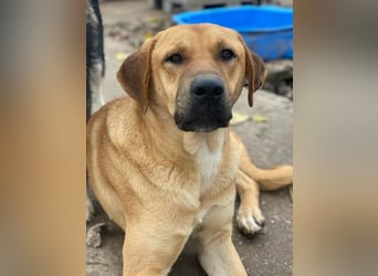 Nobu, geb. ca. 04/2021, lebt in GRIECHENLAND, im städt. Tierheim Serres