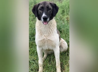 Finja, geb. ca. 05/2020, lebt in GRIECHENLAND, auf einer privaten Pflegestelle