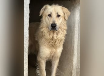 Jako, geb. ca. 09/2023, lebt in GRIECHENLAND, im städt. Tierheim Serres