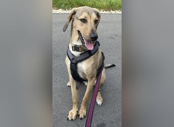 Obi, geb. ca. 12/2023, lebt im Tierheim Ulm, VERMITTLUNSHILFE