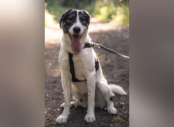 Claude Monet, geb. ca. 02/2021, lebt auf einer Pflegestelle in 52391 Vettweiß