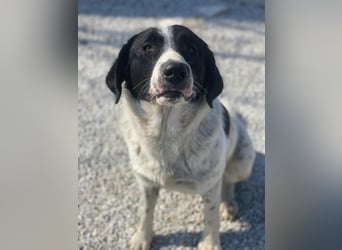 Kniffel, geb. ca. 03/2021, lebt in GRIECHENLAND, im städt. Tierheim Serres