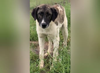 Finja, geb. ca. 05/2020, lebt in GRIECHENLAND, auf einer privaten Pflegestelle