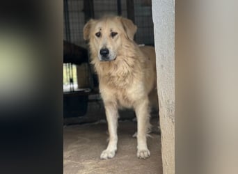 Jako, geb. ca. 09/2023, lebt in GRIECHENLAND, im städt. Tierheim Serres