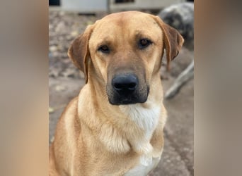 Nobu, geb. ca. 04/2021, lebt in GRIECHENLAND, im städt. Tierheim Serres