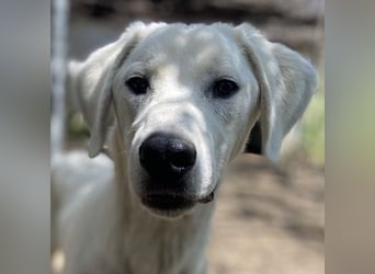 Hasko, geb. ca. 12/2021, lebt in GRIECHENLAND, auf einer privaten Pflegestelle