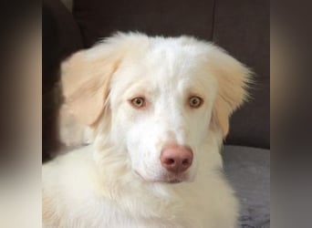 Balda, geb. ca. 02/2025, lebt auf einer Pflegestelle in 26826 Weener