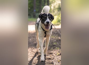 Claude Monet, geb. ca. 02/2021, lebt auf einer Pflegestelle in 52391 Vettweiß