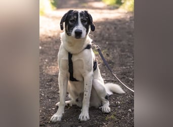 Claude Monet, geb. ca. 02/2021, lebt auf einer Pflegestelle in 52391 Vettweiß