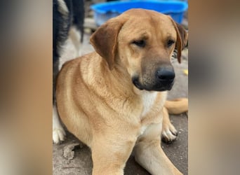 Nobu, geb. ca. 04/2021, lebt in GRIECHENLAND, im städt. Tierheim Serres
