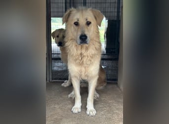 Jako, geb. ca. 09/2023, lebt in GRIECHENLAND, im städt. Tierheim Serres