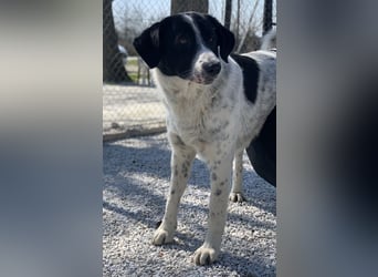 Kniffel, geb. ca. 03/2021, lebt in GRIECHENLAND, im städt. Tierheim Serres