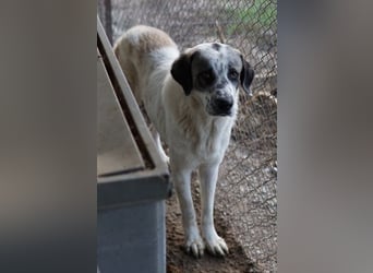 Joni, geb. ca. 11/2021, lebt in GRIECHENLAND, im städt. Tierheim Serres