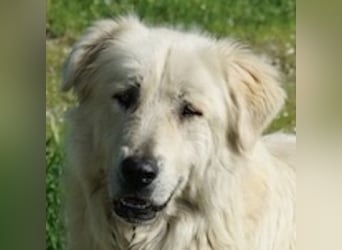 Jako, geb. ca. 09/2023, lebt in GRIECHENLAND, im städt. Tierheim Serres