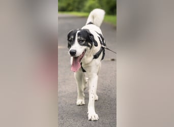 Claude Monet, geb. ca. 02/2021, lebt auf einer Pflegestelle in 52391 Vettweiß