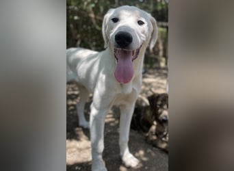 Hasko, geb. ca. 12/2021, lebt in GRIECHENLAND, auf einer privaten Pflegestelle