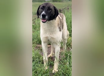 Finja, geb. ca. 05/2020, lebt in GRIECHENLAND, auf einer privaten Pflegestelle