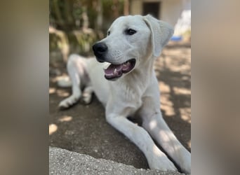 Hasko, geb. ca. 12/2021, lebt in GRIECHENLAND, auf einer privaten Pflegestelle