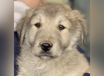 Jako, geb. ca. 09/2023, lebt in GRIECHENLAND, im städt. Tierheim Serres