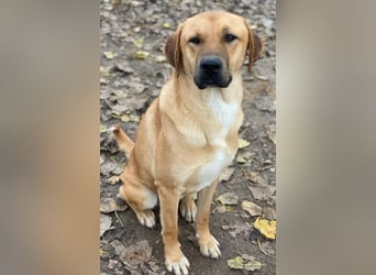 Nobu, geb. ca. 04/2021, lebt in GRIECHENLAND, im städt. Tierheim Serres