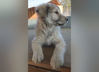 Jako, geb. ca. 09/2023, lebt in GRIECHENLAND, im städt. Tierheim Serres
