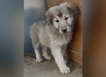 Jako, geb. ca. 09/2023, lebt in GRIECHENLAND, im städt. Tierheim Serres