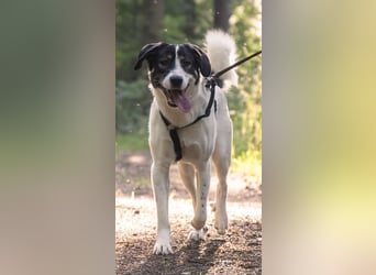 Claude Monet, geb. ca. 02/2021, lebt auf einer Pflegestelle in 52391 Vettweiß