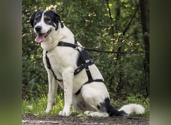 Claude Monet, geb. ca. 02/2021, lebt auf einer Pflegestelle in 52391 Vettweiß